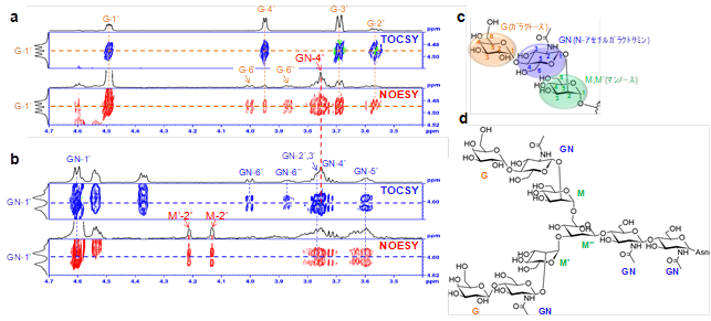 　　【図2】10µg糖鎖の高感度高分解能2次元1H-1H NOESYスペクトルによる解析結果
　　　a) ガラクトース残基(G)の2次元1H-1H TOCSY及びNOESYスペクトル
　　　（間接観測軸：Gの1位1Hの化学シフトに相当）
　　　b) N-アセチルグルコサミン残基(GN)の2次元1H-1H TOCSY及びNOESYスペクトル
　　　（間接観測軸：GNの1位1Hの化学シフトに相当）
　　　c) a及びbの各スペクトルより解析した部分分子構造
　　　d) 9糖残基N–結合型糖鎖の分子構造解析結果
