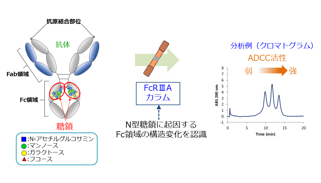 抗体：抗原結合部位、Fab領域、Fc領域、糖鎖　→FcRⅢA（抗体の糖鎖を認識）をリガンドとしたカラム