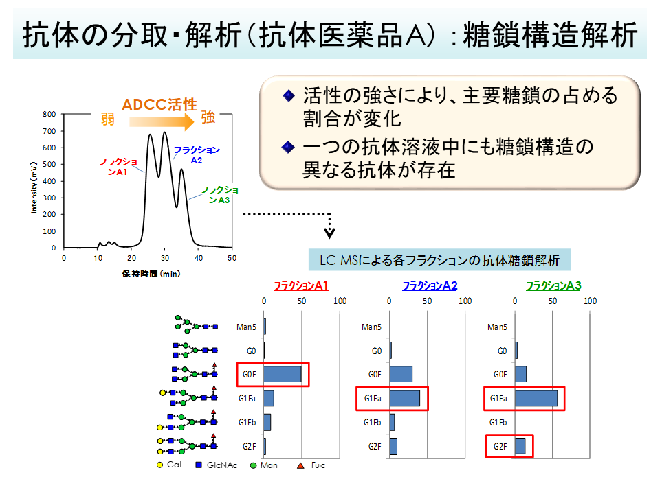 抗体の分取・解析（抗体医薬品A）：分取　・FcR-IIIA分取カラムにより、各抗体画分を分取　・各分取画分は、目的ピークを主要成分として単離　FcR-ⅢA分取カラムによる抗体医薬品Aの分離、FcR-ⅢA分析カラムによる純度確認