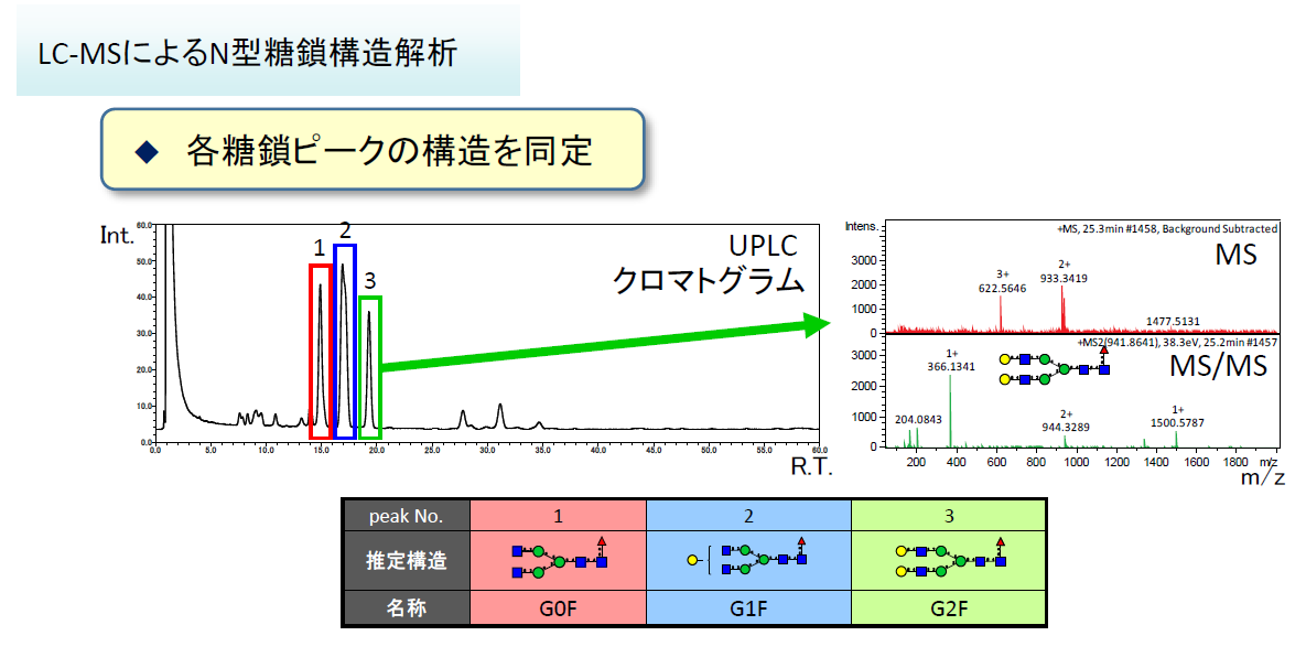 LC-MSによるN型糖鎖構造解析 各糖鎖ピークの構造を同定