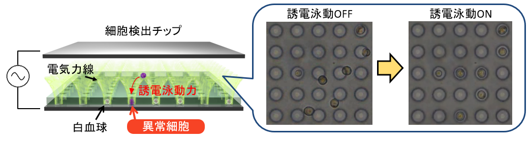 細胞検出チップ　電気力線　誘電泳動力