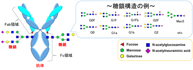 T2305_01 【図1】 抗体と糖鎖構造の例