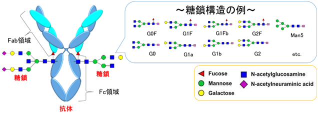 【図1】 抗体と糖鎖構造の例