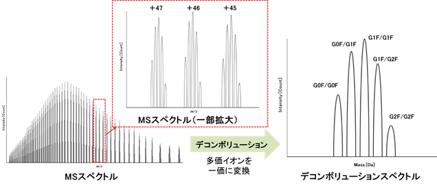 T2305_02 MSスペクトル→(デコンボリューション)→デコンボリューションスペクトル