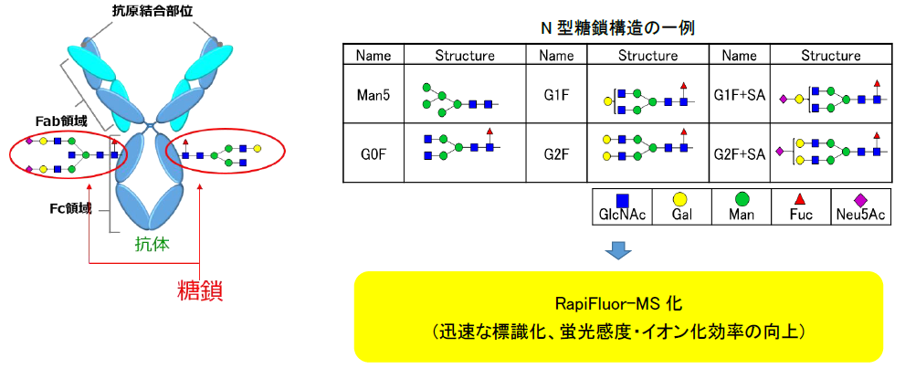 N型糖鎖構造の一例<br>RapiFluor-MS化<br>(迅速な標識化、蛍光感度・イオン化効率の向上)

