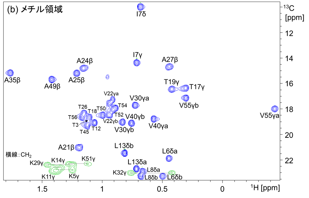 【図5】GB1の側鎖解析結果（(a)α位領域、(b)メチル領域）
