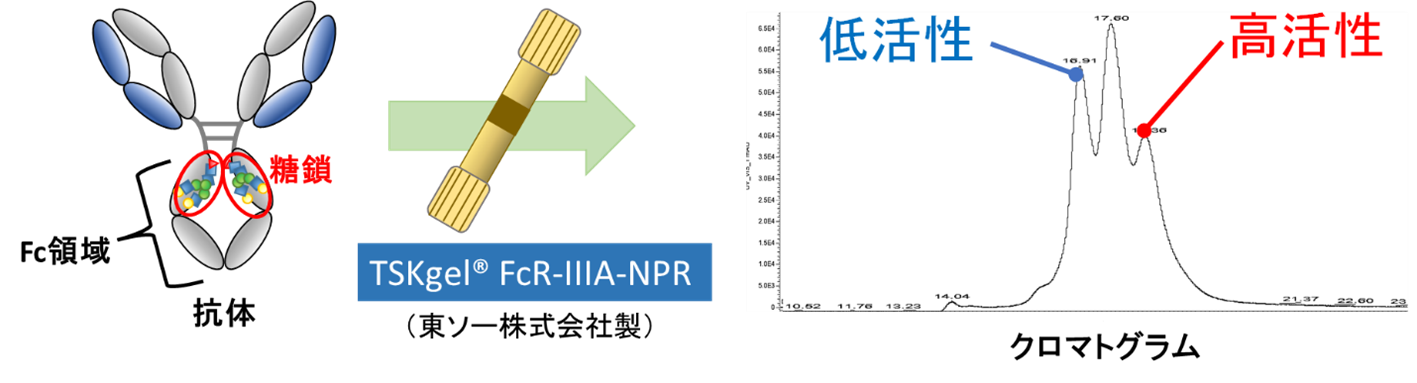 【図1】FcRカラムによる抗体分離の概要
